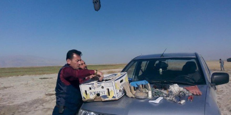 Niğde'de Yırtıcı Kuş Avcılar Yakalandı