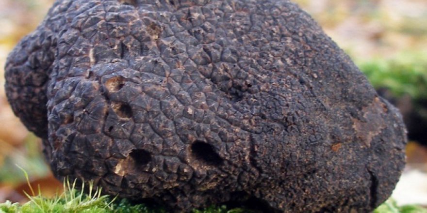 Alaplı'da Trüf mantarı mucizesi
