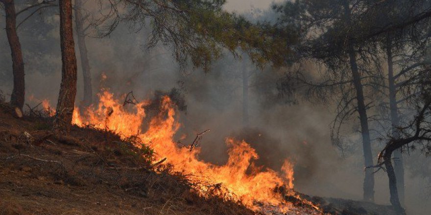 Tokat, Niksar'da Orman Yangını