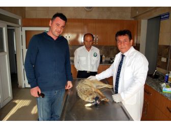 Manisa’da Yaralı Çakala Yardım Eli