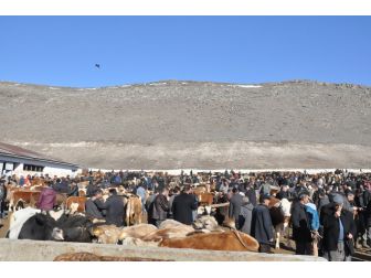 Karslı Hayvan Yetiştiricileri Denetim İstiyor