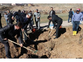 Gümüşhane’de 7 Bin Kuşburnu Toprakla Buluştu