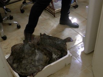 Akçakoca’da El Konulan Kalkan Balıkları İhale İle Satıldı