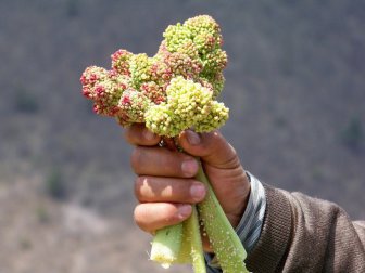 Kanserin Şifası Yayla Muzu toplanıyor