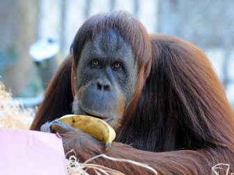 Orangutan Maimunah’ın 31’inci Doğum Günü