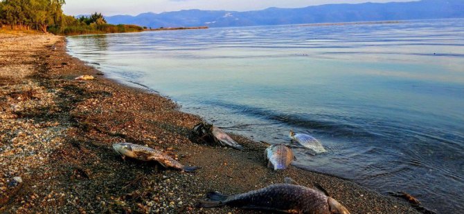 İznik Gölü’ndeki korkutan balık ölümleri
