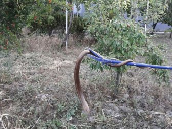Denizli’yi Selle Birlikte Yılan Bastı