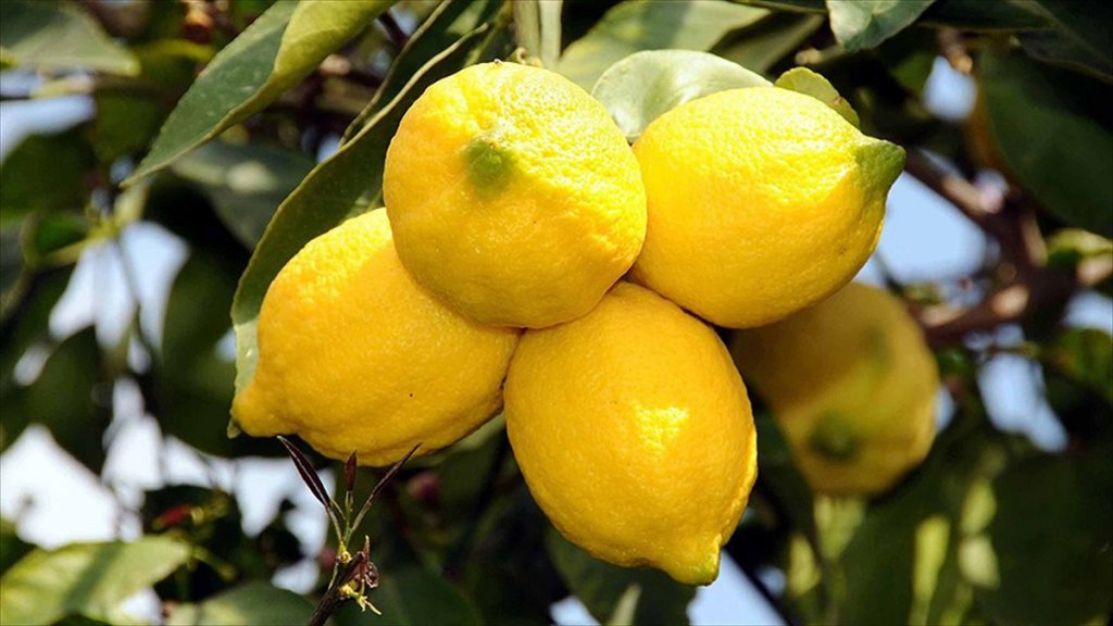 Türliye Ekşi Limondan Tatlı Gelir elde etti