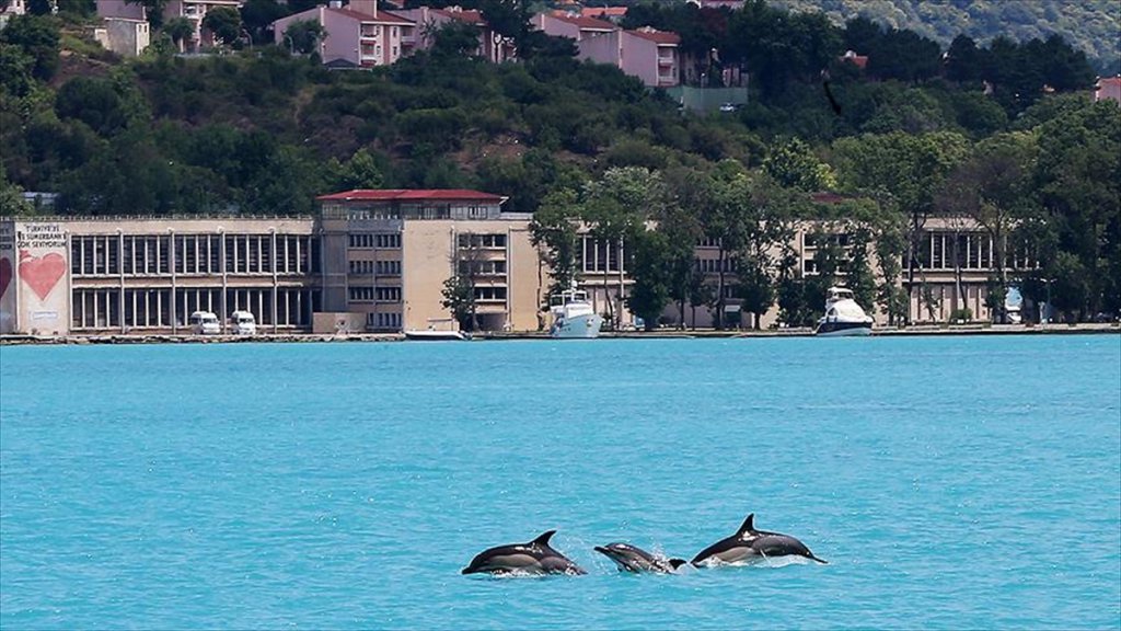 İstanbul Boğazı’nda Yunus balığı Sürprizi