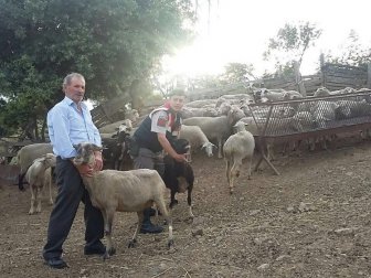 Çanakkale, Biga’da Çalınan Hayvanlar Otlatılırken Bulundu