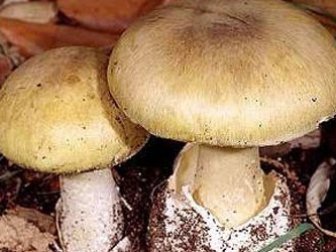 Uzmanlar Mantar Zehirlenmelerine Karşı Vatandaşları Uyardı