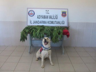 Adıyaman’da Fıstık Bahçesi İçerisinde 282 Kök Kenevir Bitkisi Ele Geçirildi