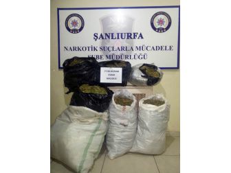 Şanlıurfa’da 77 Kilo Esrar Ele Geçirildi