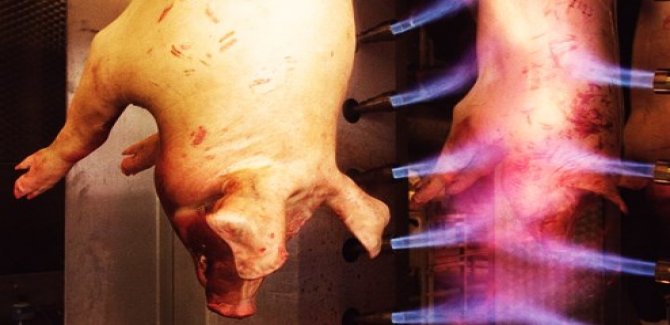 Haram olarak bilinen Domuz Eti gerçeği ezber bozdu