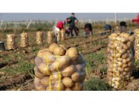 Patates Fiyatına 'Yazlık Hasat' Freni