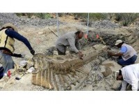 Çin'de 174 Milyon Yıllık Dinozor Fosili Bulundu