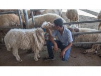 Hayvan Pazarlarında 'Kurban' Hareketliliği