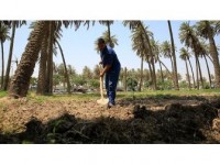 Kuraklık 'İki Nehir Ülkesi' Irak'ta Tarımı Bitirmek Üzere