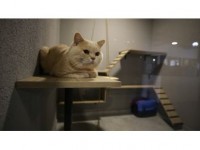 'Lüks Odalı' Kedi Oteli Bayramda Dolu