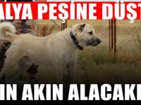 İtalya Sivas Kangalı Alımına Başlıyor : Yetiştiren köşeyi dönecek