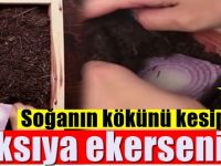 Soğanı kökünü kesip saksıya ekerseniz.. Bakın ne oluyor