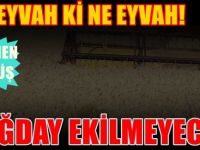 Beklenen oldu! Çiftçi buğday ekmiyor