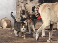 Kangallar İle Kedilerin Şaşırtan Dostluğu