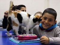 Kedi 'Pamuk' Okullu Oldu