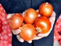 Kuru Soğanda Gümrük Vergisi Sıfırlandı