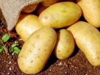Patates İthalatında Tarife Kontenjanı Açıldı