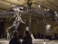Kanada'da Dünyanın En Yaşlı T-rex Fosili Bulundu