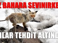 Sarıkamış'ta Eriyen Karlar Yaban Hayvanlarını Zorluyor