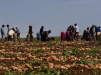 Üreticiler, Turfanda Patates Hasadını Sürdürüyor