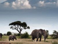 Afrika'da Fil Avlama Yasağının Kaldırılması Gündemde