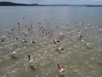 İzmir Kuş Cenneti'nde 20 Bin Flamingo Kuluçkaya Yattı