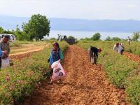 Gül Diyarında 2 Asırdır Aynı Yöntemle Gül Yağı Çıkarıyorlar