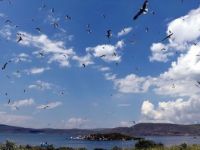 Çıldır Gölü Yavru Kuşlarla Şenlendi