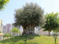 Bin 500 Yıllık Zeytin Ağacı Meyve Verdi