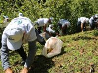 Sigortalı Fındık İşçileri Hasat İçin Bahçeye Girdi