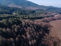 Kızıl Kuyruklu Kayın Tırtılıyla Mücadele Planı Hazırlandı