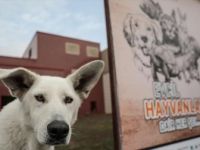 'PETZOO Türkiye 2019' Açıldı