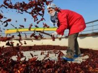 Şanlıurfalı Kadınlar İsotu Bilimsel Yöntemlerle Üretiyor