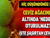 Ceviz ağacının altında neden oturulmaz?