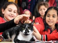 Minik Öğrencilerin Okulu Sahipsiz Kediye Yuva Oldu