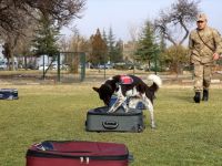 Yerli Irk Köpekler Nevşehir'deki Jakem'de Eğitiliyor