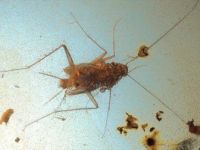 Dinozorlar Döneminden Kalma Hamam Böcekleri Keşfedildi