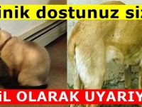 Kediniz veya köpeğiniz Başını duvara yaslıyorsa tehlike büyük...