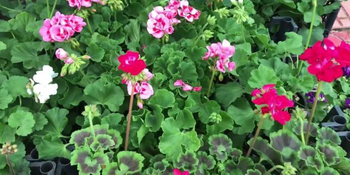 Çiçeklere maden suyu verilir mi? Çiçeğe maden suyu nasıl verilir?