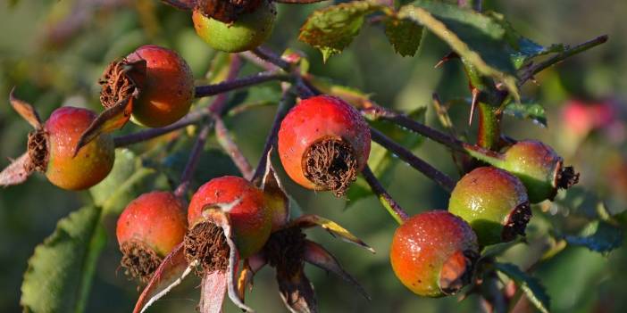 Kuşburnu çayı nasıl demlenir? Faydasını yok etmeden demleme yöntemi