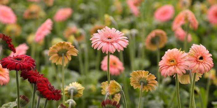 Türkiye'de en çok üretilen ve satılan çiçek türü belli oldu